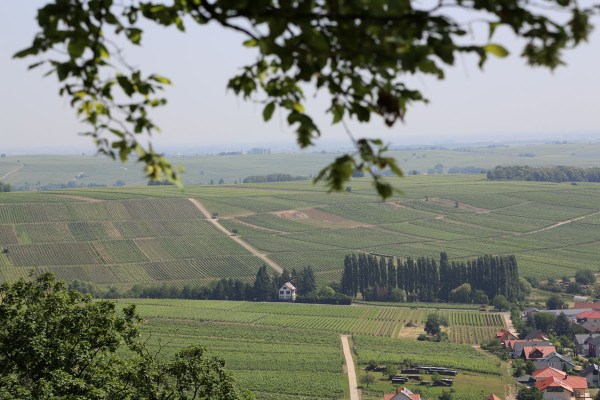 Blick in die Weinberge von der Burg Landeck aus (Foto: wukomm).