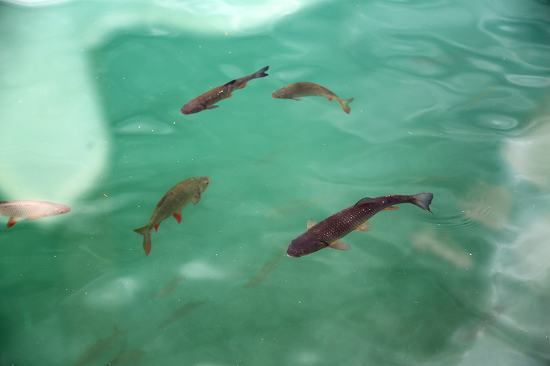 Vorbeischwimmendes Essen.